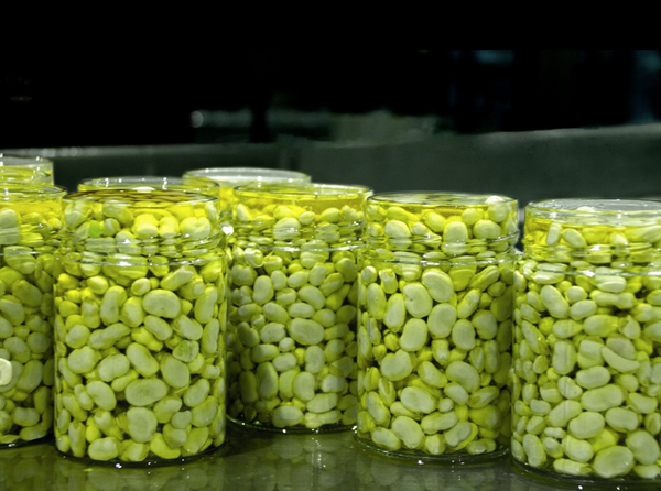 Baby Fava Beans - La Catedral de Navarra