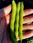 Baby Fava Beans - La Catedral de Navarra