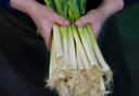 Leeks - La Catedral de Navarra